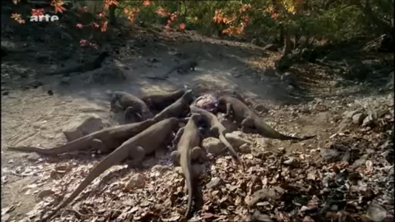 Dragons de Komodo Vs Buffle deau Flokossama 