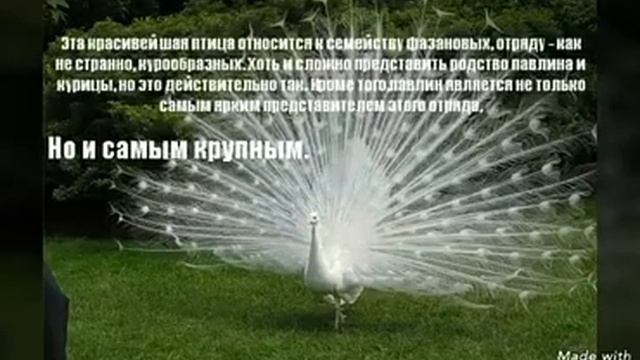 Топ 3 разных и красивых павлинов, и немножко о них!) смотреть онлайн