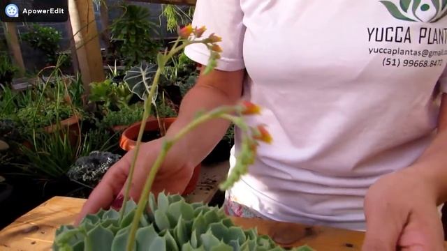 ECHEVERIA ELEGANS- como deixá-la gigante! смотреть онлайн