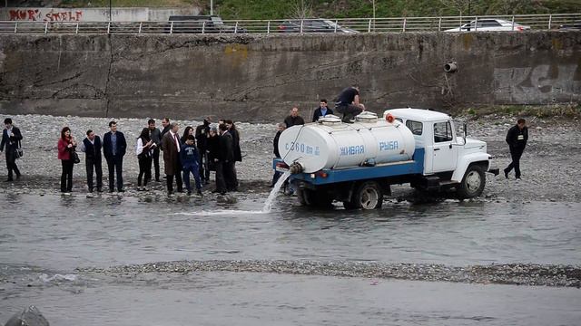 В Терек выпустили мальков лосося смотреть онлайн