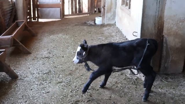 Cute Farm Animals , Sheep Sound , Lamb Sound ,Goat Videos ,Rooster,Baby Cow ,Chicken Sound ,Baby Do смотреть онлайн