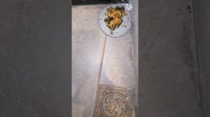 ЯЙЦО И БОРНАЯ КИСЛОТА! КАК ИЗБАВИТЬСЯ ОТ МУРАВЬЁВ! Shorts