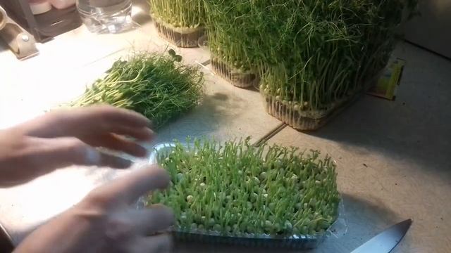 Микрозелень. Горошек ... Финиш!!! смотреть онлайн