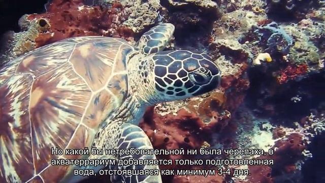 Соблюдение чистоты в акватеррариуме смотреть онлайн