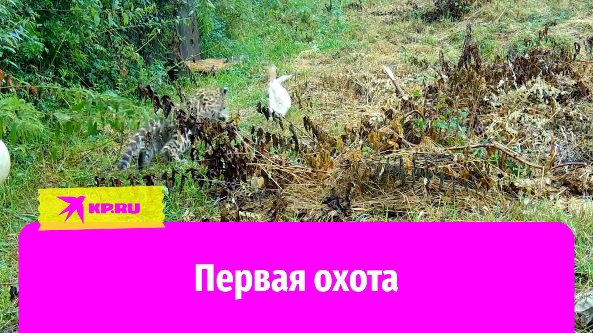 Спасенный котенок дальневосточного леопарда впервые вышел на охоту смотреть онлайн