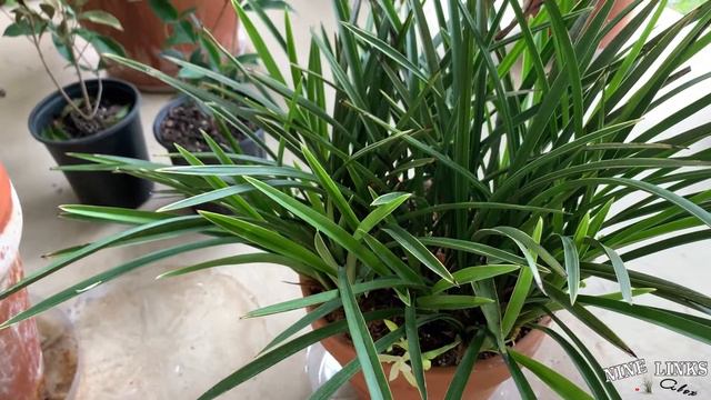 2022 8 21 Cymbidium Ensifolium Tian Xiang blooms смотреть онлайн
