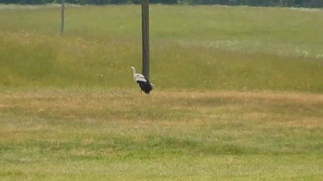 Природа Литвы. смотреть онлайн