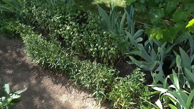 Викопала іриси. Стрижка хризантеми. Моя мультифлора#garden #українськийютуб #сад #ландшафт смотреть онлайн