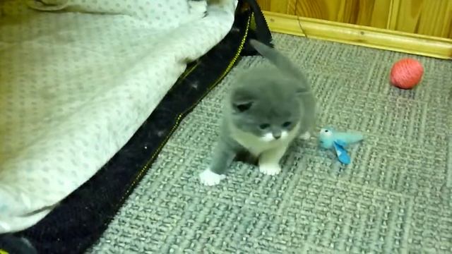 Британские котята. окрас биколор,3 недели смотреть онлайн