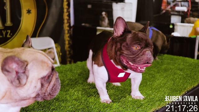 West Coast Bully Expo 3 (Event Coverage) 2018 смотреть онлайн