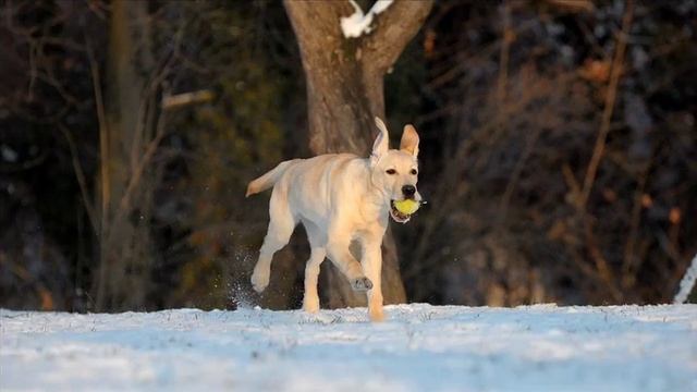 Nikon D90: Continuous Shooting