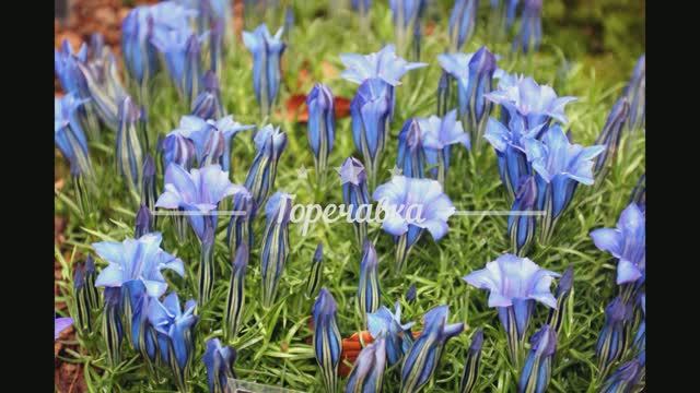 Какие цветы сажаю уже зимой на рассаду. смотреть онлайн