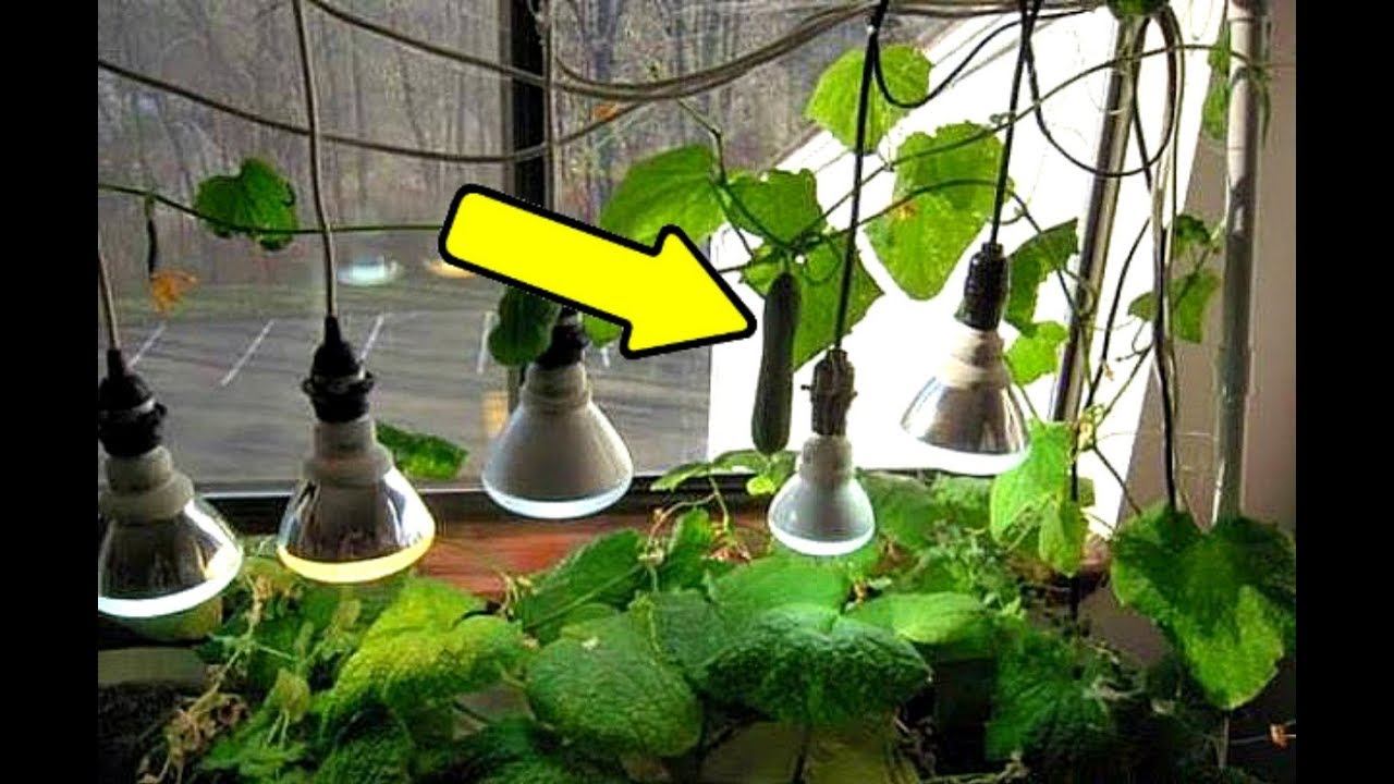 Вырастите этим способом огурцы дома на подоконнике для мощного заряда витаминами зимой! смотреть онлайн