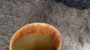 Антисептирование досок на обвязку фундамента//Медный купорос в спросе