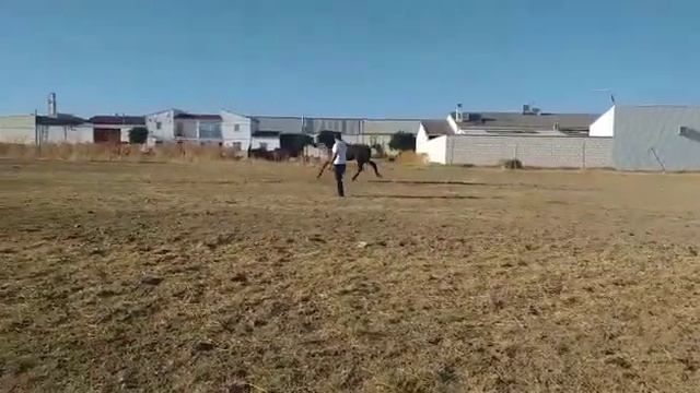 3,5 года 168 см в холке смотреть онлайн