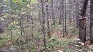 шишка прёт.лайфхак завязать мешок без верёвки
