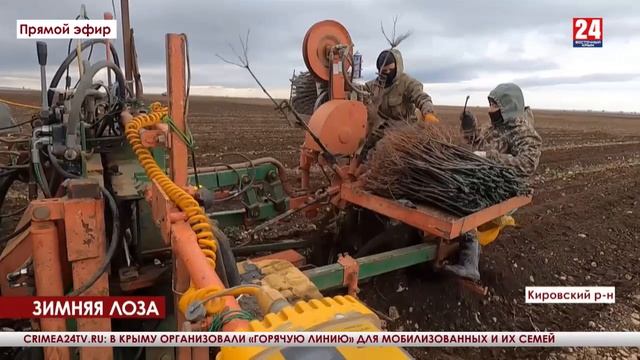 Виноград сорта Шардоне высаживают в Кировском районе