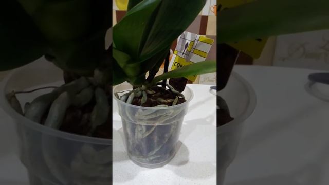 новая покупка, как отказаться от заманчивых предложений, не знаю....