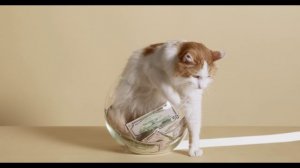 Интересные факты о кошках