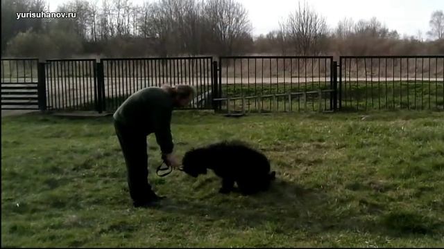 [Урок 9] Как научить щенка команде ЛЕЖАТЬ смотреть онлайн