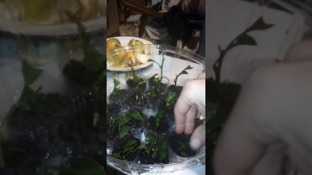 Размножение мандарин путем укоренения. Мандарины на ветках с магазина( базара).Бесплатные черенки смотреть онлайн