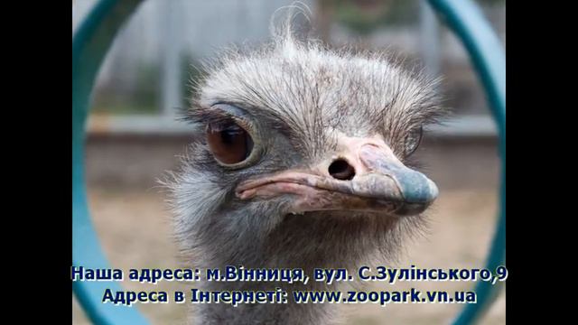 Подільський зоопарк. Вінниця. Презентація смотреть онлайн