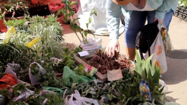 Покупаем рассаду цветов на рынке