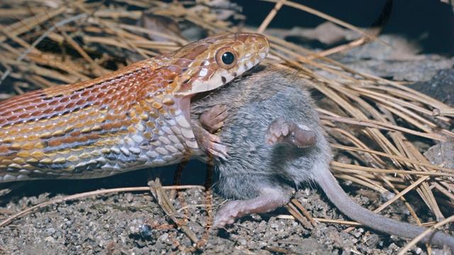 Что такое пищевая цепочка? смотреть онлайн