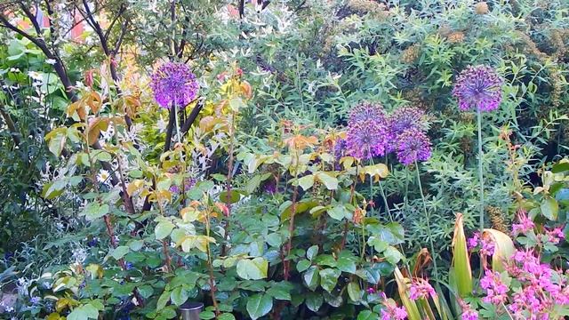 ВОРОНЕЖ, САД ПОСЛЕ ДОЖДЯ, ХОСТЫ ГИГАНТЫ И МОЙ ПРУД.. смотреть онлайн