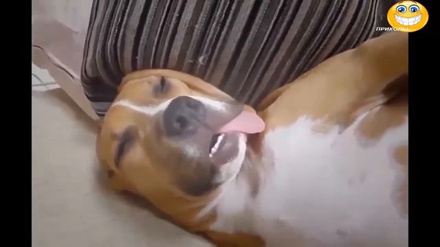 ПРИКОЛЫ ПРО ЖИВОТНЫХ №1 Смешное видео смотреть онлайн