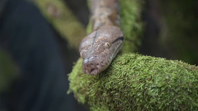 Reticulated Python . Сетчатый питон смотреть онлайн