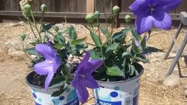 Balloon Flower Plant (Platycodon Grandiflorus) смотреть онлайн
