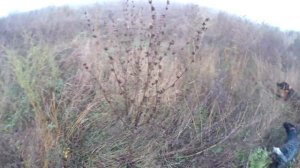 Охота на коростеля с дратхаарами, Ростовская обл., 2016 г.  lfndrail and wirehaired german pointer.