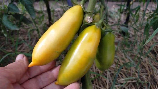 Пальмира! Полный обзор томата смотреть онлайн