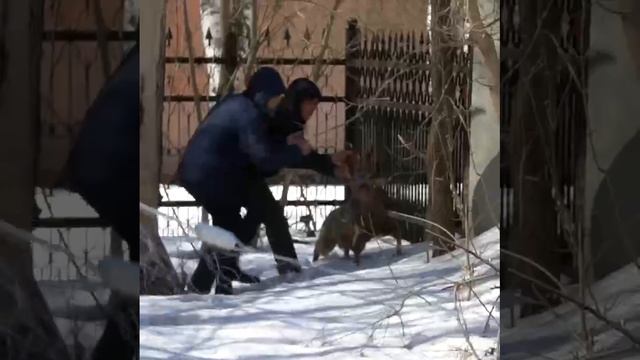 Komcity.news — Как мужики косулю в центре города ловили смотреть онлайн
