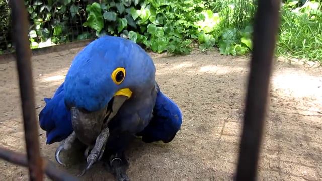 Большой Синий попугай Прага смотреть онлайн