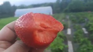 Дегустация клубники цунаки