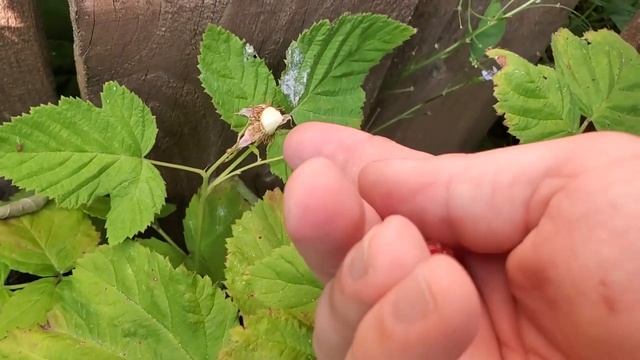 Tasting Loganberry For The First Time! смотреть онлайн