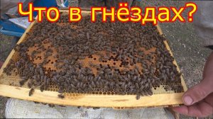 СОСТОЯНИЕ СЕМЕЙ КАРНИКА! Объявление для пчеловодов! РЕВИЗИЯ и СТИМУЛЯЦИЯ семей!