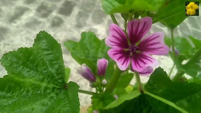 250- Zebrina Hollyhock, Hollyhock Malva, Hollyhock Mallow, Zebra Mallow Plant Care / ज़ैबरीना हॉलीहॉ смотреть онлайн