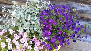 Мои новинки - гелихризум черешковый