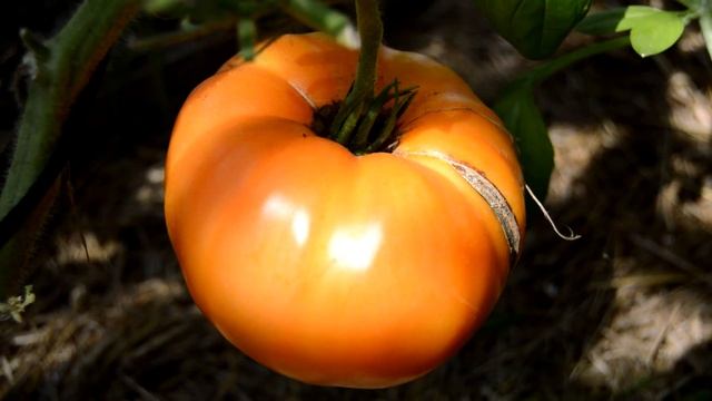 Сорт - "АМАНА ОРАНЖ". Томаты от Фёдора. смотреть онлайн