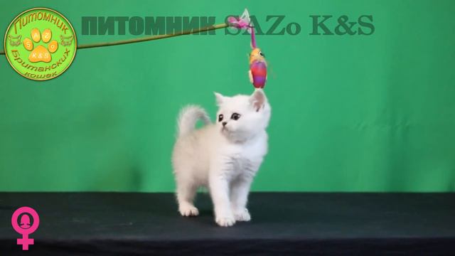 Ника серебристая британская кошка (падучка) смотреть онлайн