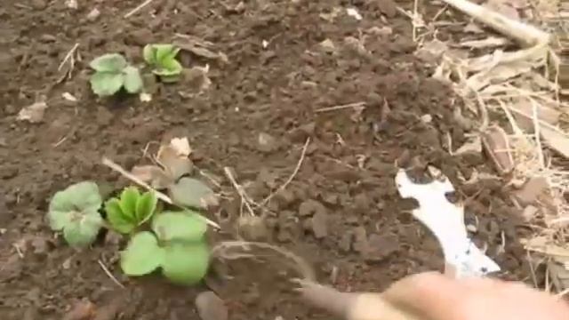 Гаечный ключ и клубника. Сборник видео от посадки до сбора урожая. смотреть онлайн