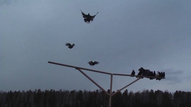 Pigeons Serpasto Training / Тренировка Серпастых смотреть онлайн