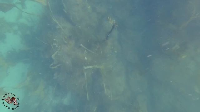 ✔Pesca submarina PULPO GIGANTE y PULPOS XL?Pesca submarina de PULPOS en GALICIA? смотреть онлайн