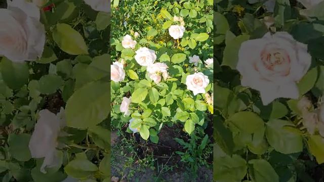 #РОЗА ЗЕФИРНАЯ 🌹 смотреть онлайн