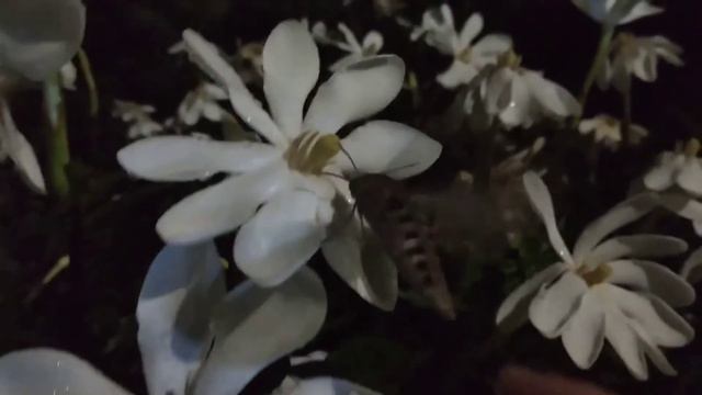 Agrius convolvuli visiting Gardenia thunbergia in Pietermaritzburg, South Africa, 2020. смотреть онлайн
