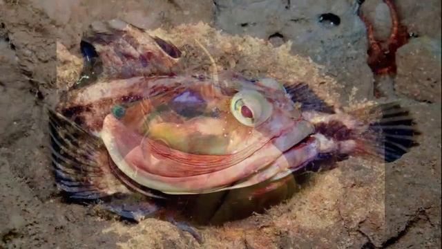 Удивительные соседи. Щучья морская собачка смотреть онлайн