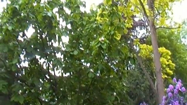 Test Camcorder Samsung SMX-F40BP смотреть онлайн